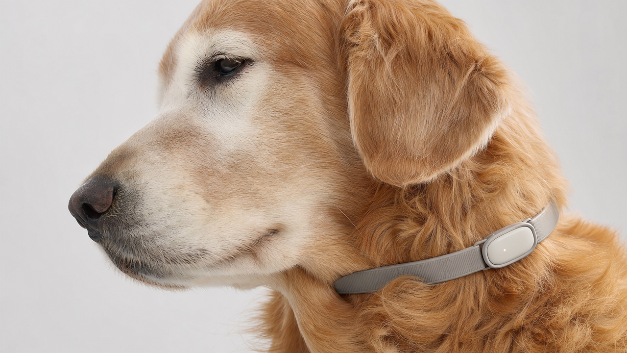PetPace 3.0 Review: Health Monitoring Collar Facts and Limits